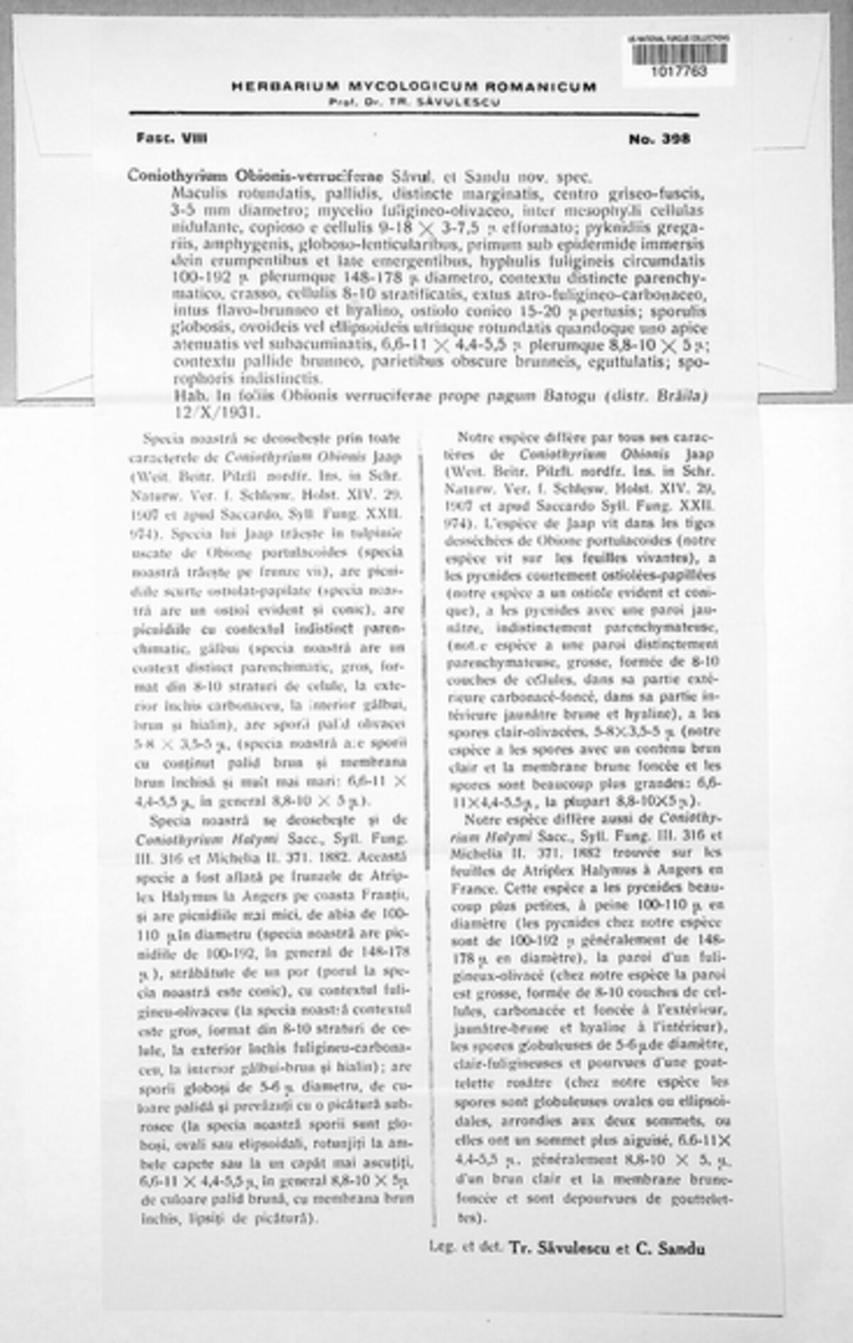 Coniothyrium obionis-verruciferae image